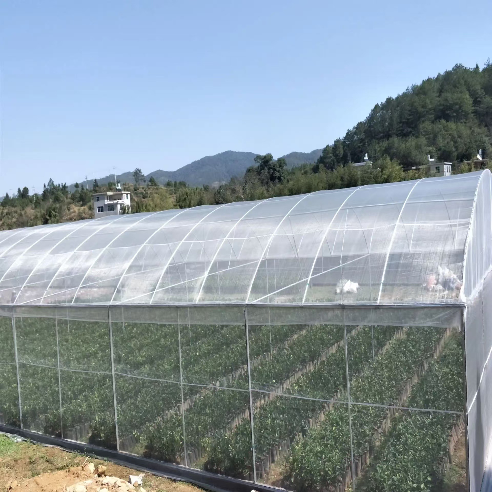 insect net (10)